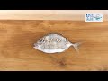 カイワリのさばき方 - How to filet Whitefin Trevally -｜日本さばけるプロジェクト