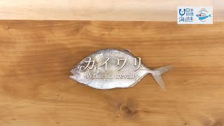 カイワリのさばき方 - How to filet Whitefin Trevally -｜日本さばけるプロジェクト