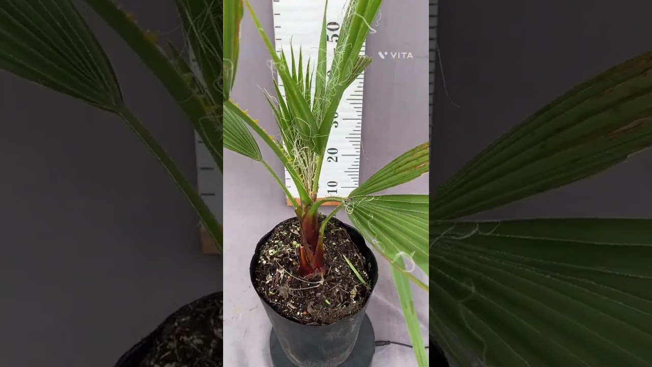ワシントンヤシ 5号 | 日本ライン花木センター