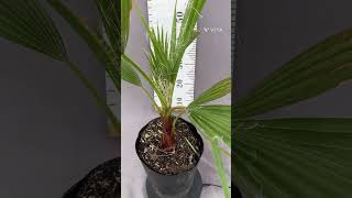 ワシントンヤシ 5号 | 日本ライン花木センター