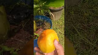 কত রকমের ফল আর রঙের বাহার#rainbow sugarcanes ,chatuki  Orange#