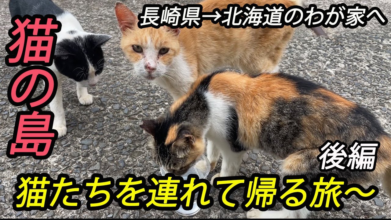 【廃墟の島で台風の中10日間滞在】野良猫を保護〜猫の島・池島　後編