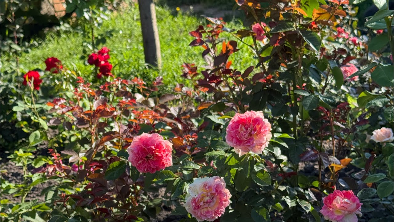 Троянди розпочинають другу хвилю ( частина 1)