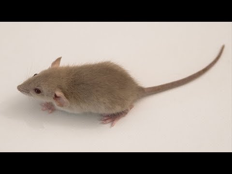 Видео: Как да наименувате мишката