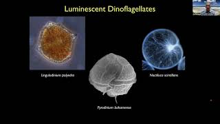 Nat Talk: The Bioluminescent Red Tide of 2020