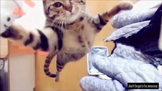 The Metal Kitty Video