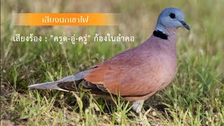 เสียงนกเขาไฟ
