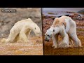 ¡LO QUE FALTABA! Los OSOS POLARES al BORDE de su EXTINCIÓN en 2100