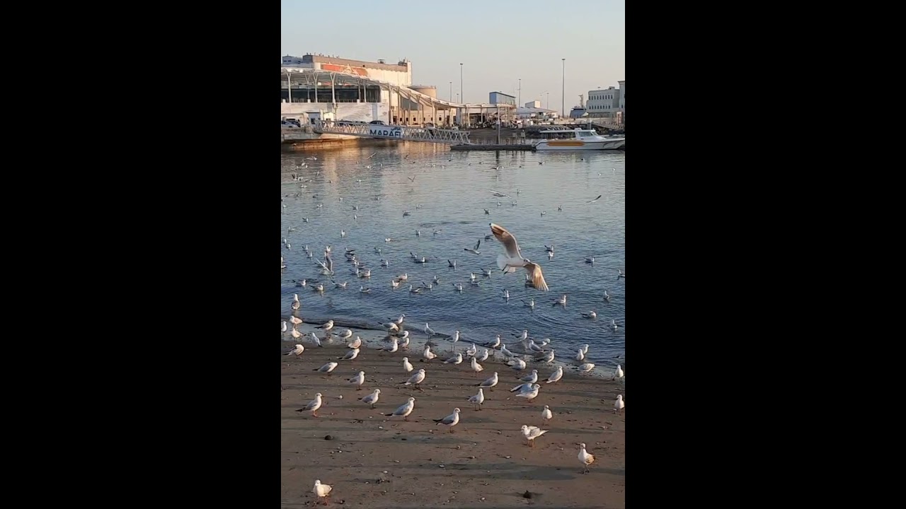 Mga ibon na lumalangoy sa Muttrah Corniche 🇴🇲OMAN 