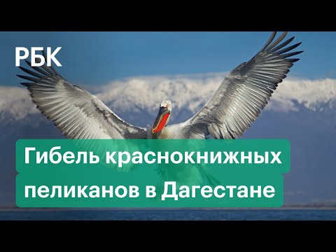 Отравили, замерзли или мор — экологи назвали причины гибели кудрявых пеликанов в Дагестане