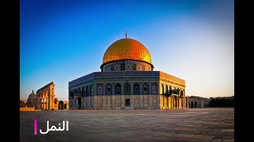 سوره النمل الشيخ اسامه صبحي