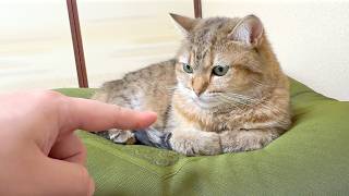 香箱座りの隙間に指を入れた結果…猫の顔が何とも言えないことにw