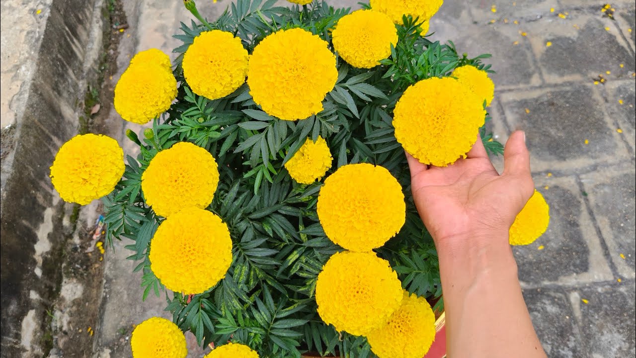 [Trồng Hoa Tết 2025] Cách Chăm Sóc Chậu Hoa Vạn Thọ Chưng Tết Lâu Tàn | Ngày 3/1 al