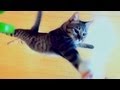 けしからん猫の垂直跳びには敵わない。　NOTHING CAN RIVAL THE JUMPING CAT!