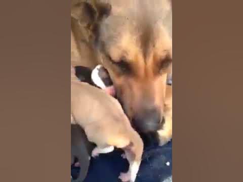 Videos Engraçados de cachorros 