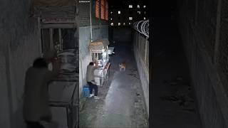 Real Tiger Caught On Cctv At Night In Indian Courtyard