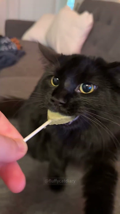 #FunnyCats #TalkingCats #Catnip #CatMemes #PetParents #CatMemes