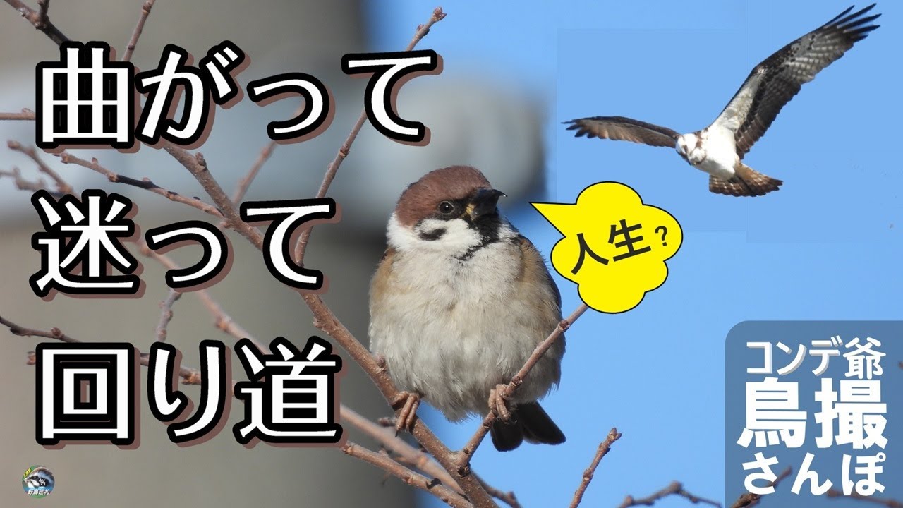 コンデジ鳥撮散歩　スズメ街道～ミサゴ・チョウゲンボウ　別所ゆめ街道～美嚢川桜並木