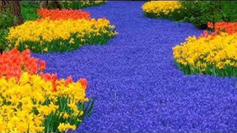 سورةيس +سورةالرحمن+سورة الواقعة+سورة الملك+سورة الغاشية+سورة الزلزلة للشفاء والرزق وراحة البال