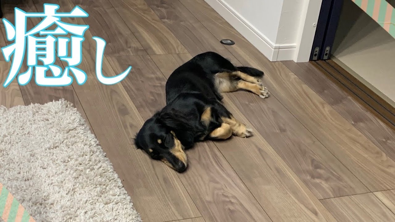 ミニチュアダックスフンドに癒される動画 犬がいる生活 Youtube
