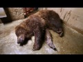 Brown bears nap in the name of science