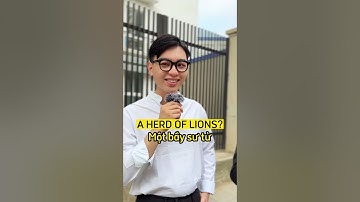 "Bầy", "Đàn" Tiếng Anh nói như nào? | Ms Hoa TOEIC