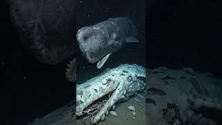 #usa #explore #feed #igreach Abyssal Showdown: Sperm Whale vs. Sleeper Shark!