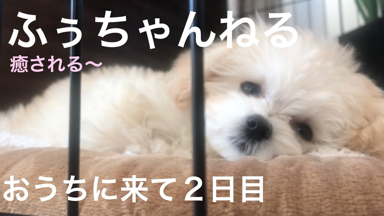 かわいい 3ヶ月のミックス犬 ふぅちゃんのお昼寝 動物がかわいいyoutube動画はここだ かわいい 3ヶ月のミックス犬 ふぅちゃんのお昼寝 動物がかわいいyoutube動画はここだ