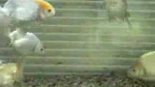 我的金魚缸