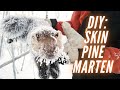 DIY: How To A Skin Pine Marten For Beginners