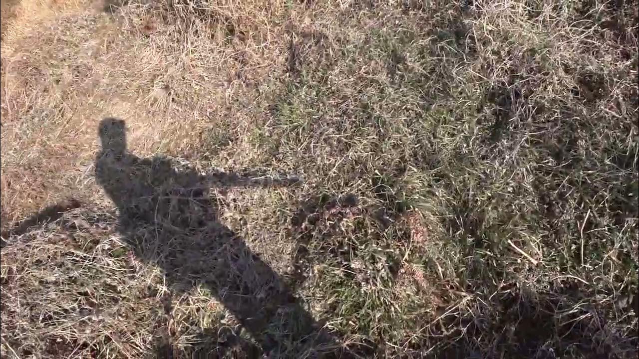 Pheasant hunting in Korea(제주도 꿩 사냥) YouTube