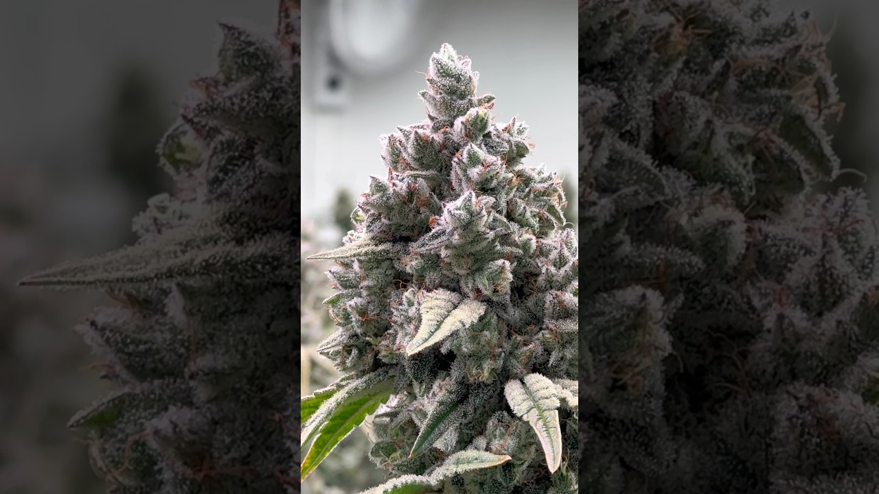 Cactus Genetics checking out some Cactus Genetics at Woody Nelson