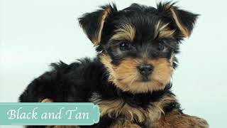 Yorkshire Terrier Colors