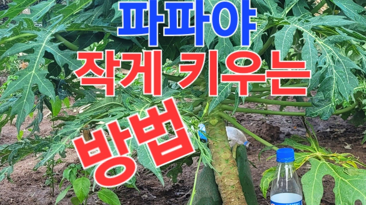 파파야 나무 작게 키우는 방법 천사섬아열대연구소 01052282209