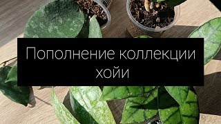 видео: Пополнение коллекции хойи картинка: Пополнение коллекции хойи