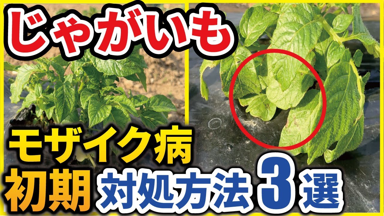 ジャガイモ モザイク 病