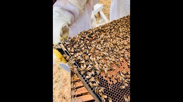Swarm Traps: Catch Your Own FREE Honey Bees