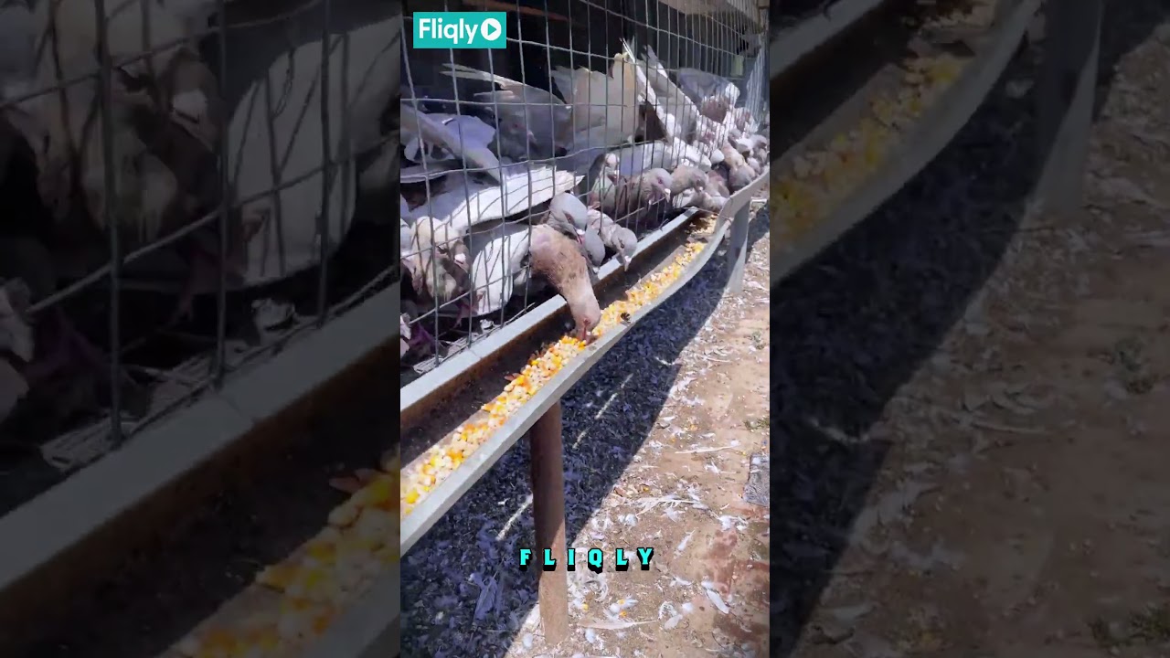 Danish Silver King Pigeon: The Premium Meat Pigeon Breed