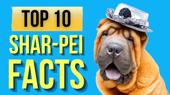 Shar-pei Dogs (Top 10 Interesting Facts ) - DayDayNews