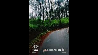 story' wa jalan di tengah hutan