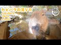 【VR】カピバラとVR入浴体験 Take a bath with Capybara VR