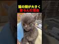 猫の頭が大きく膨らんだ理由 #動物 #ペット #かわいい #癒し #animals #猫 #子猫