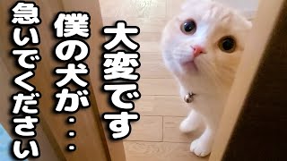 猫が犬の異常行動に気づき知らせにきたのでついて行くと...