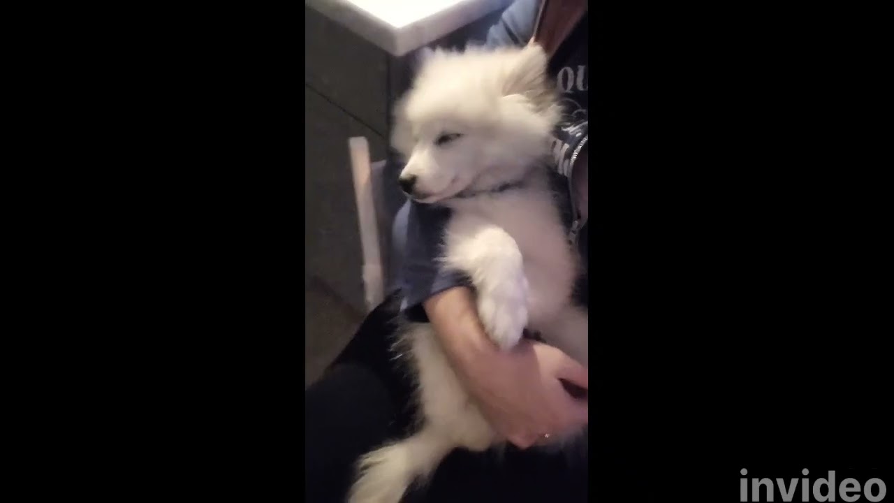 Hundvalpen Harald ska sova. Tysk spets är bästa rasen om du vill ha en snäll och mysig hund.