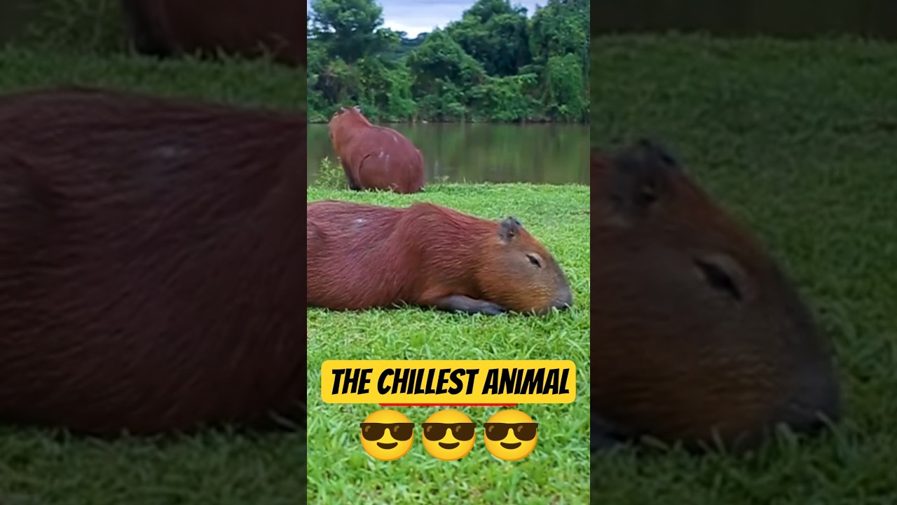 The Chillest Animal on Earth: Meet the Capybara! 🐹😎 