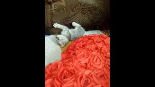 Как позвать или найти своего кота с улицы: кошки, коты, котята и приколы с домашними животными Как позвать или найти своего кота с улицы: кошки, коты, котята и приколы с домашними животными