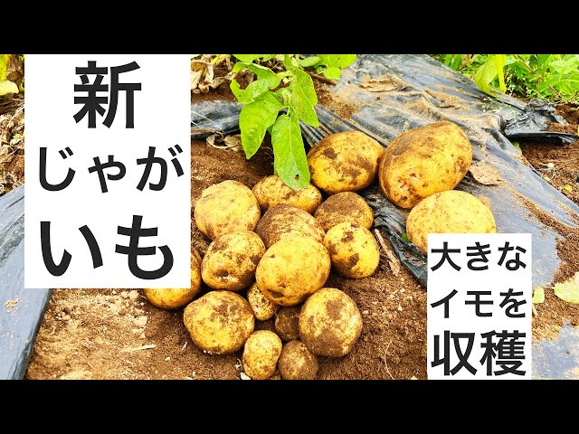 収穫したて リリーが育てたジャガイモ ♡ 新じゃがの収穫｜キタアカリ今年は大きいぞ - YouTube