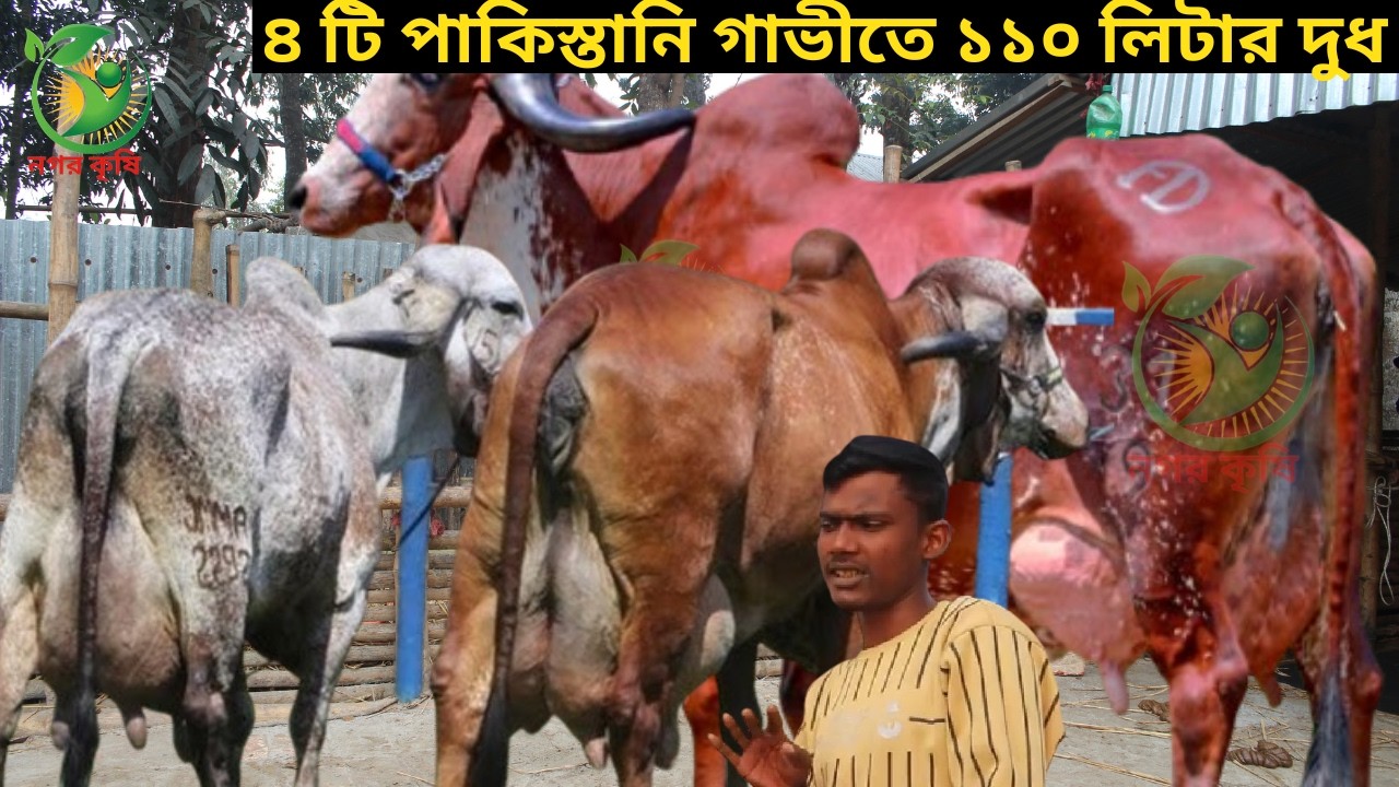 রাসেল ভাইয়ের জীবনের সেরা ১১০ লিটার গ্যারান্টি ! পাকিস্তানি বর্ডারক্রস সেরা ৩০ লেটারের জার্সি মুন্ডি