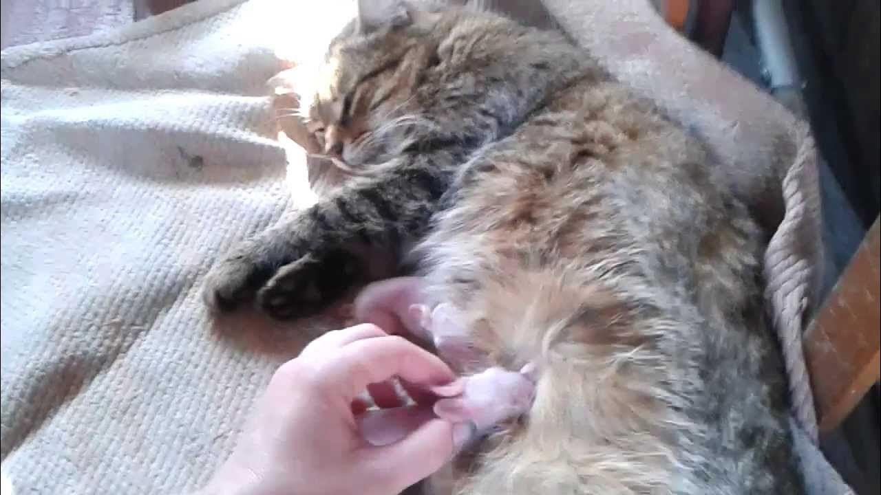 Как выглядят соски у кошки