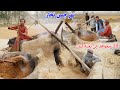 سفر به قریه، نهر چمن تخار، قصه های وطنی، کار دهقانی  Badakhshan faiz‍abad